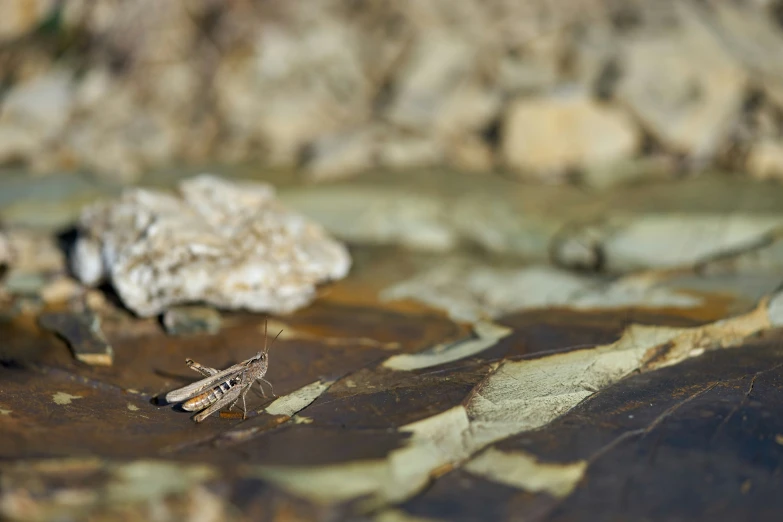 a mosquito insect sitting on a piece of dry bark next to a rock