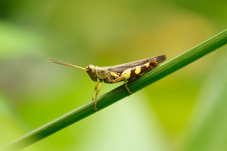 an insect sits on a plant stem and looks at the camera