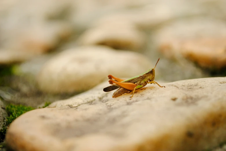 a close up of a insect on a rock
