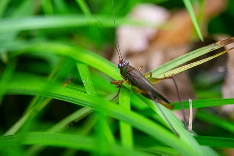 a bug sitting on top of green grass