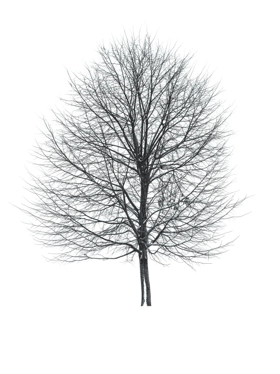 a single tree with no leaves on it