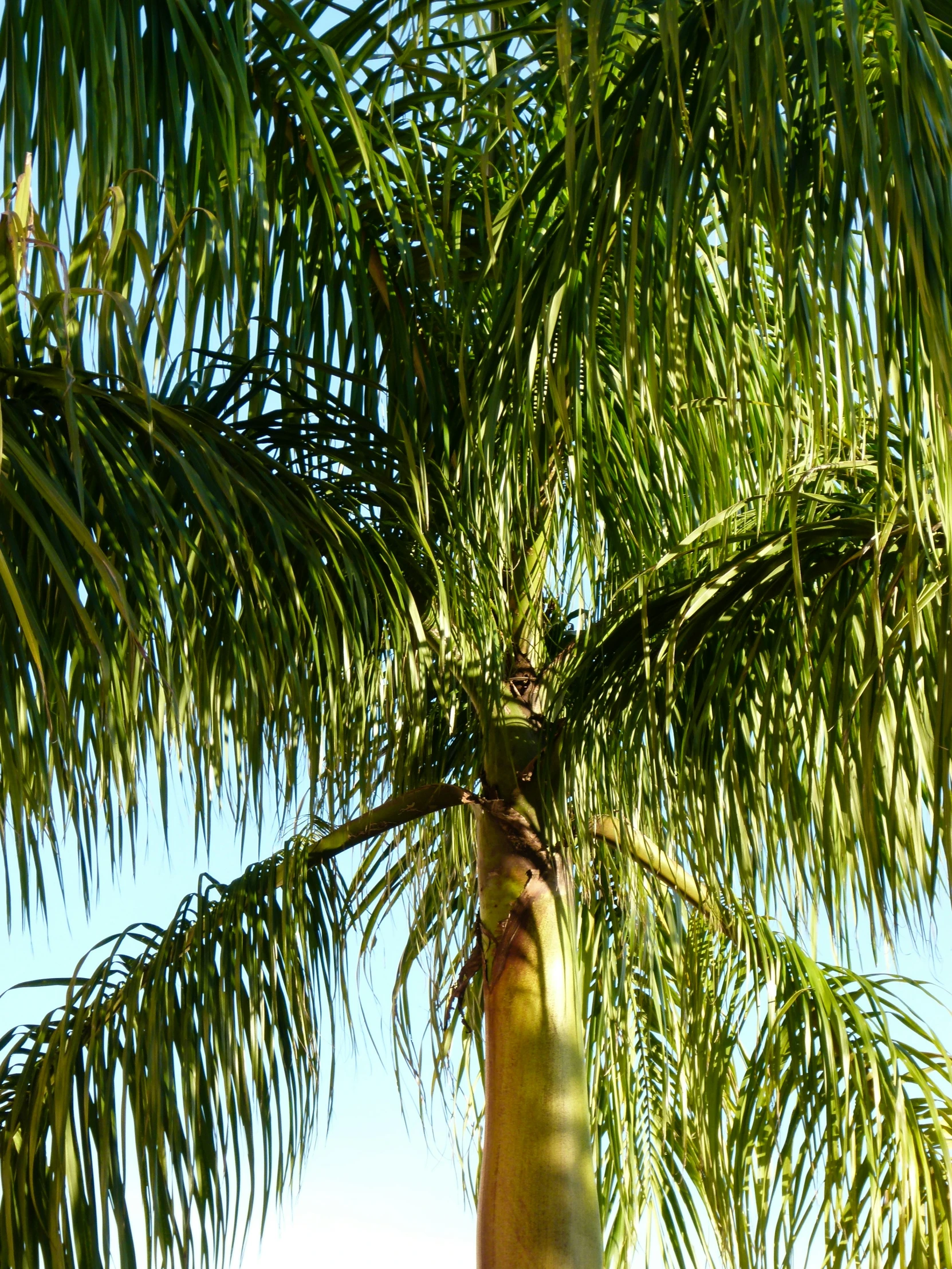 a close - up s of a tree with leaves on it