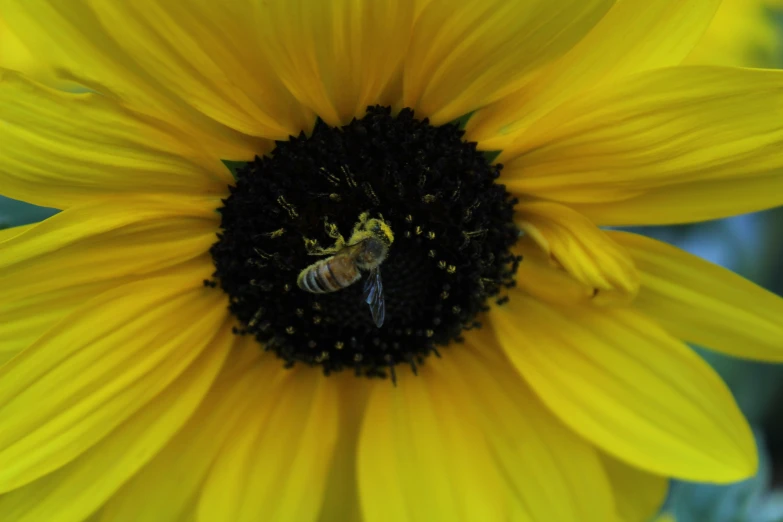 a bee on the center of a sunflower