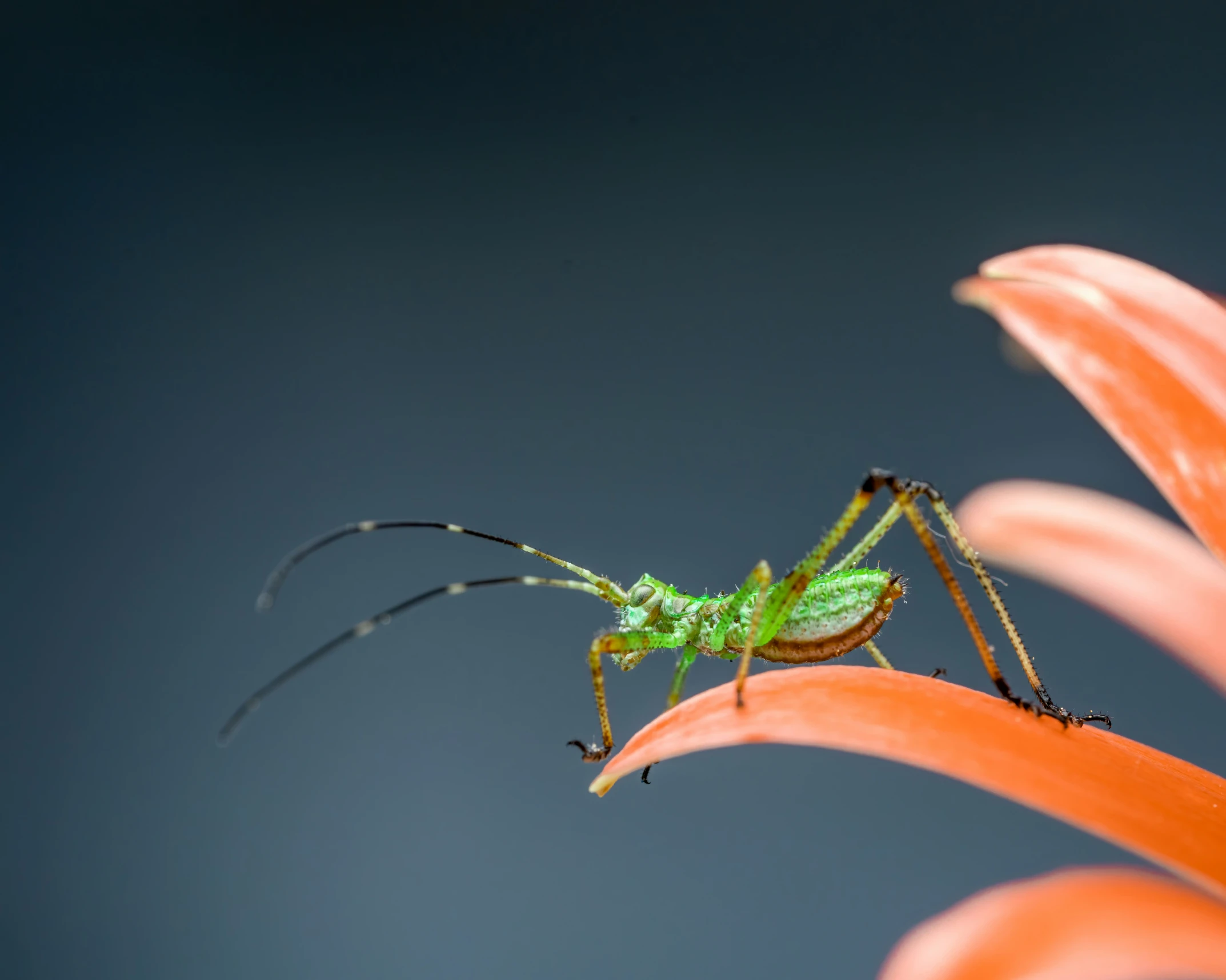 an insect that is on top of a flower