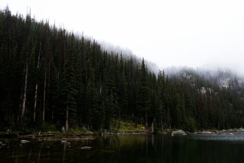 the view of an evergreen forest from the water