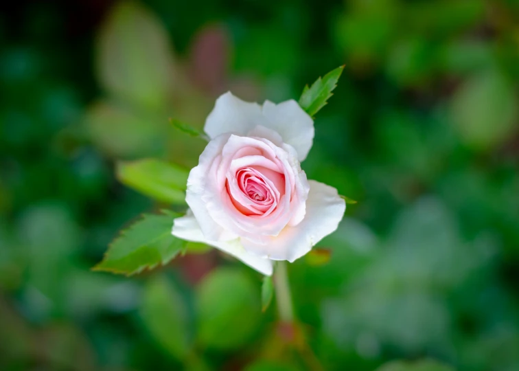 a pink rose with lots of green leaves