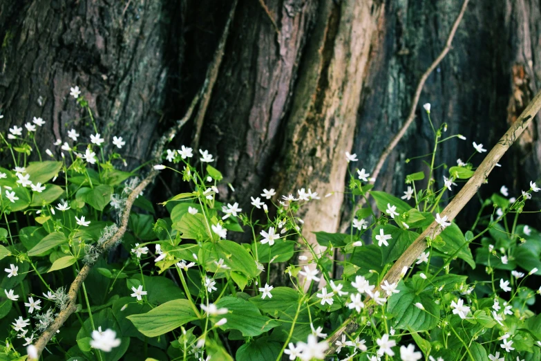 the view of plants growing between two large trees