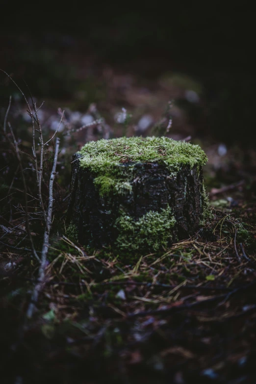 a small log sits in the forest