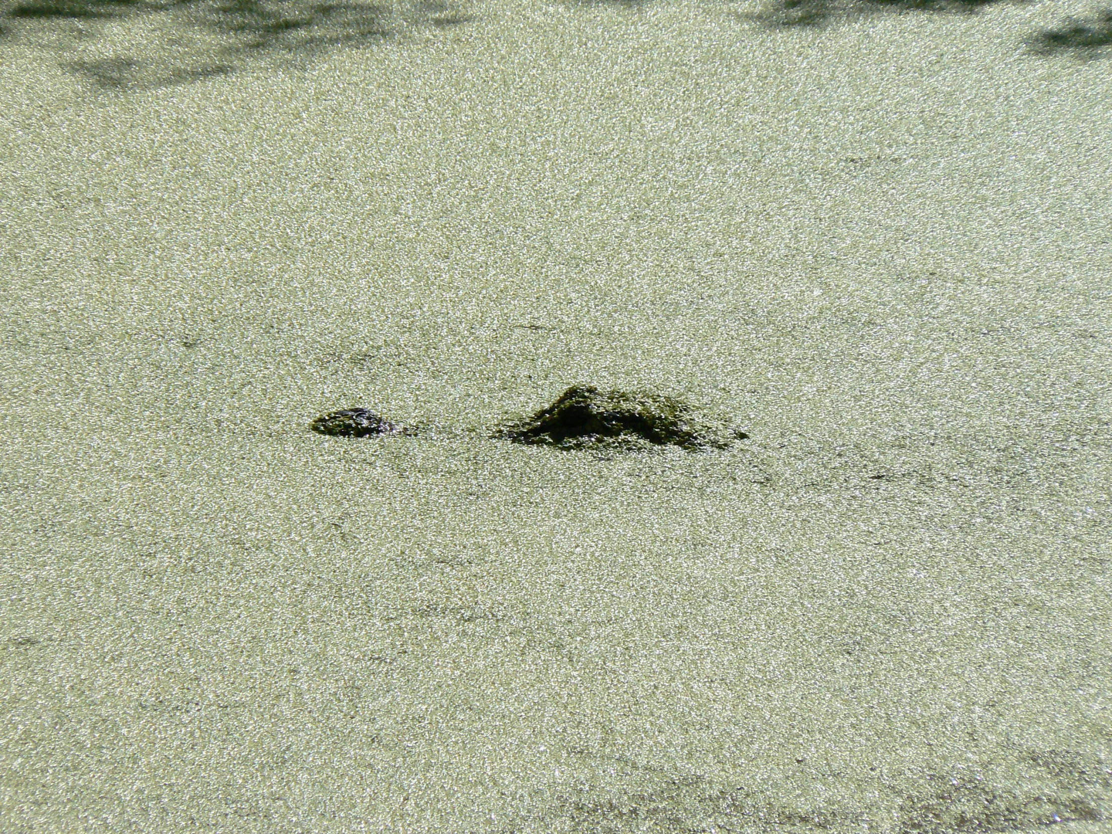 a bird flying with it's head in the water