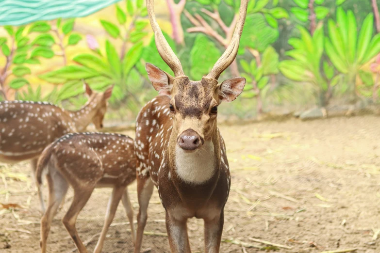 two young deers with their heads down in front of some brush