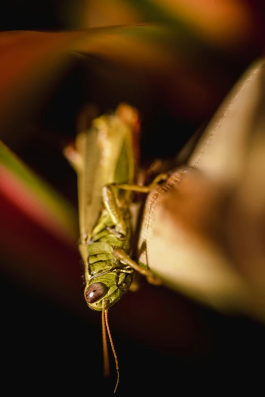 a large green bug standing next to a red and white flower