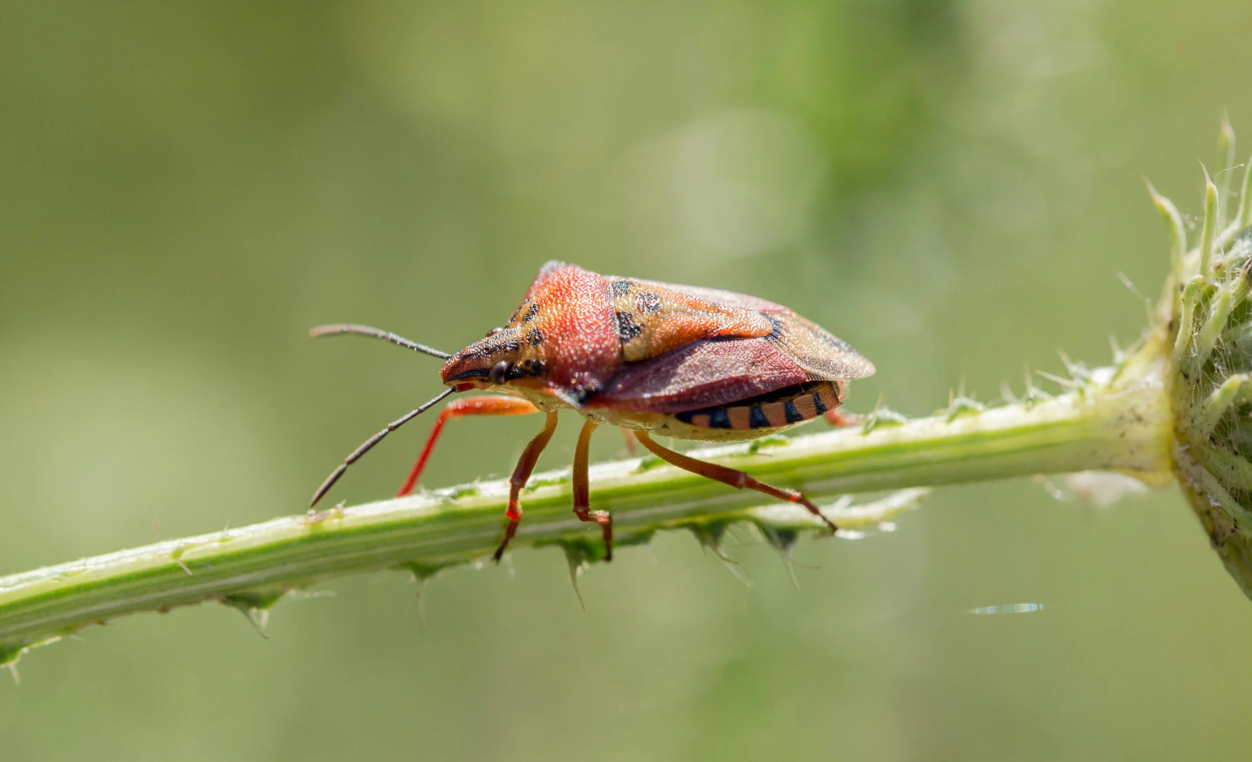 a bug on a plant that has some yellow and red colored feathers