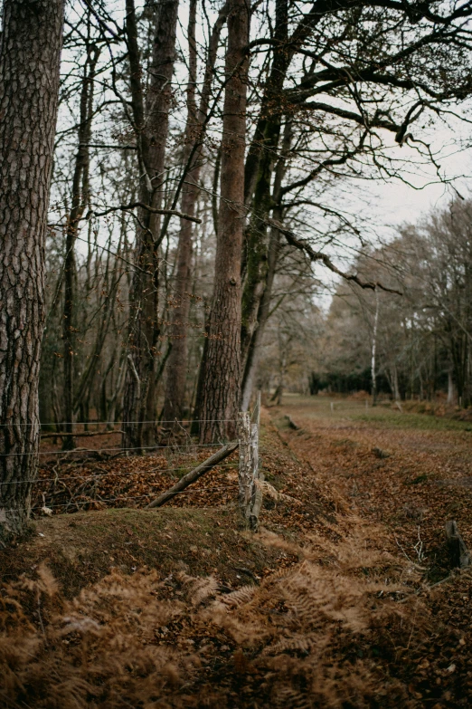 a field that has trees in it