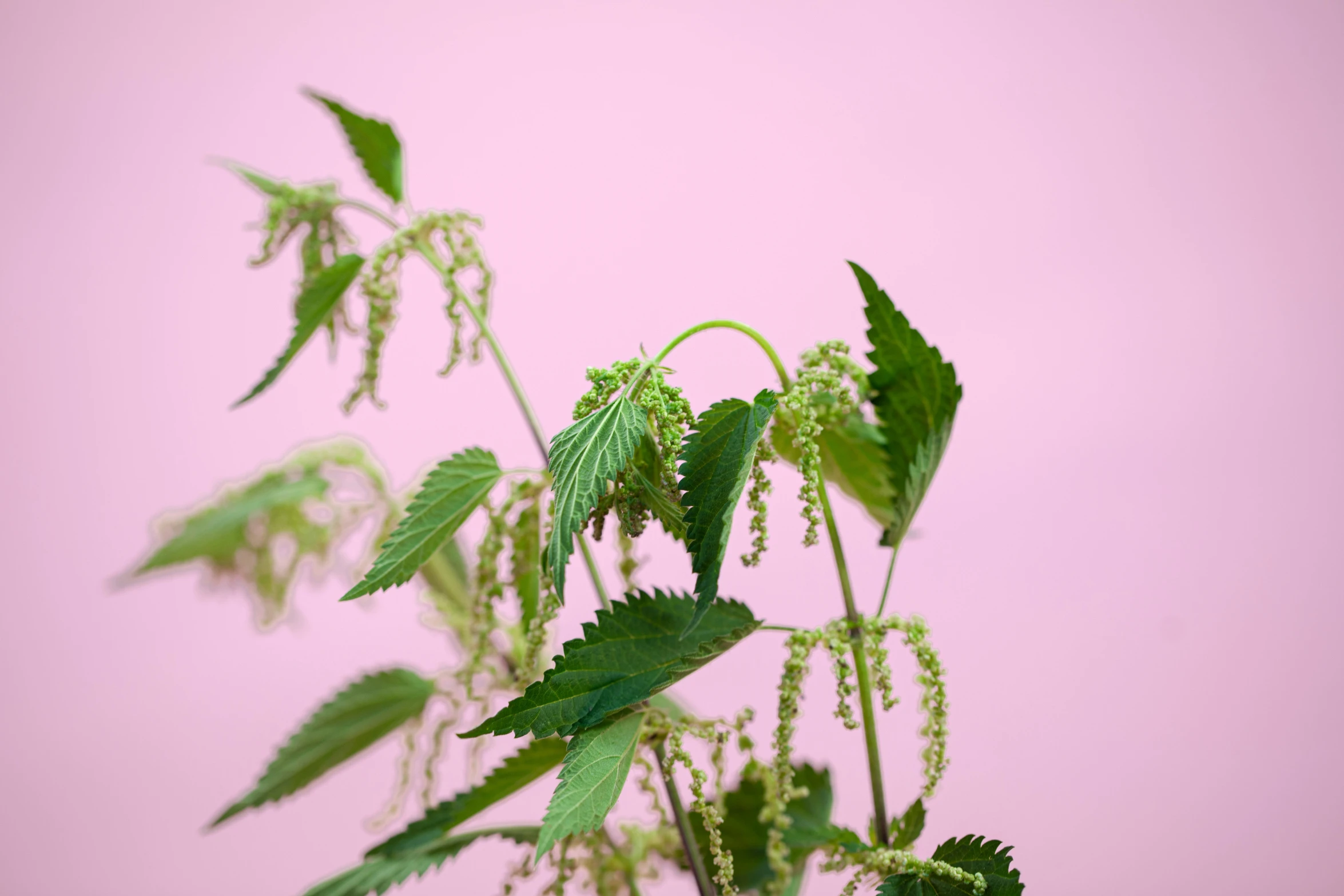 a vase filled with green leaves on a table