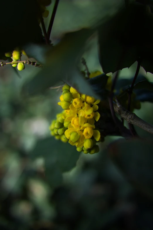 some yellow flowers are on the tree