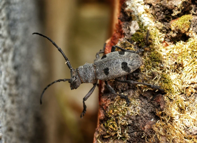 an insect that is walking on a tree