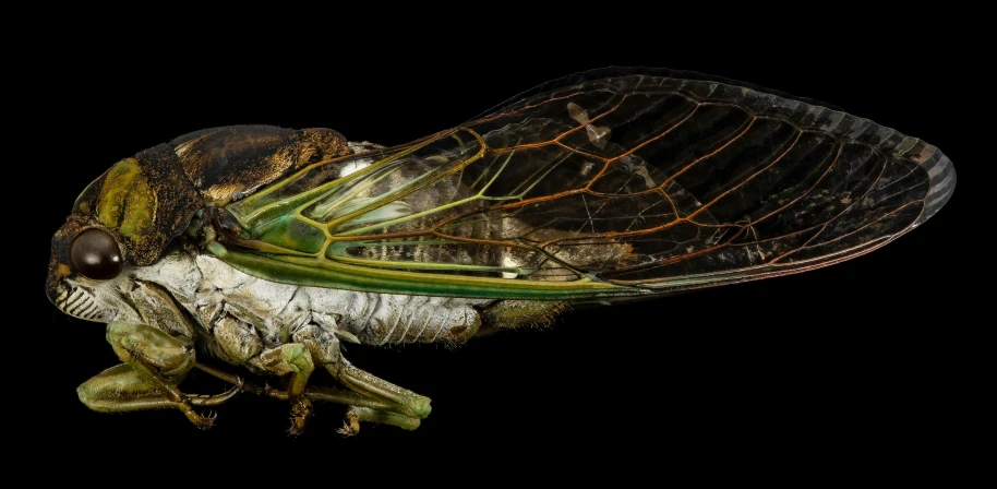 the insect is posing for the camera on a black background