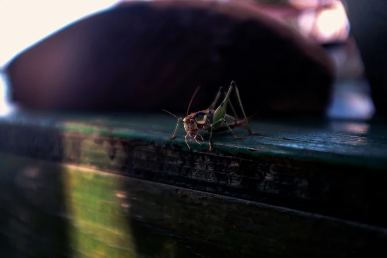 a bug sitting on the surface next to a cat