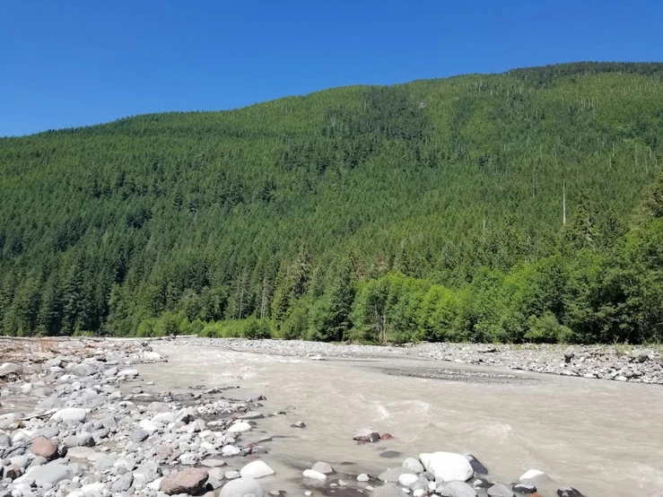 a rocky river with a large forest in the background