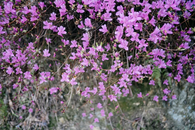 purple flowers growing on a plant in the field