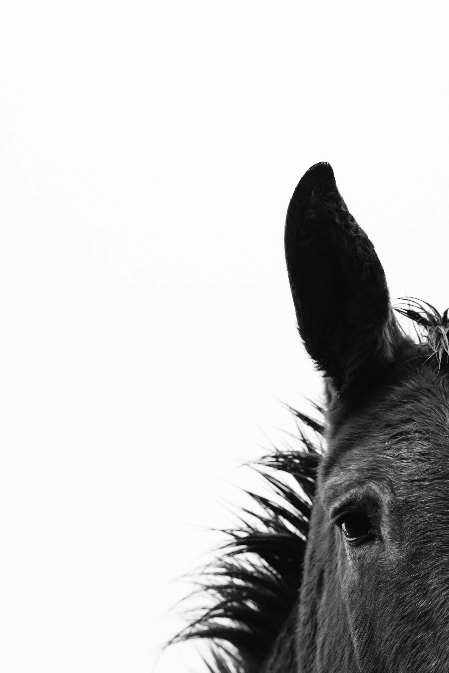 an animal's head with its ears folded