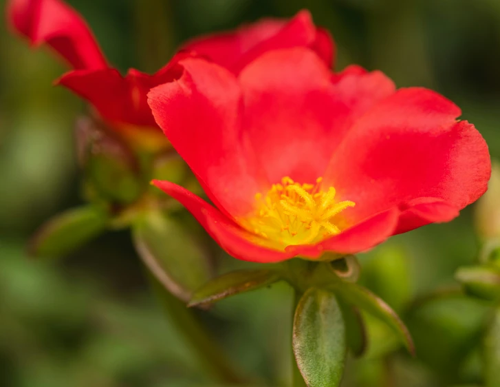 two red flowers in close up of each other