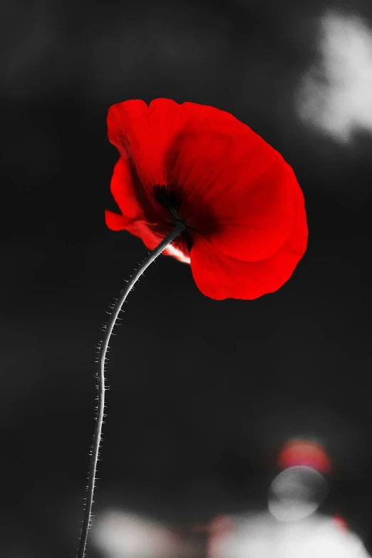 a red poppy flower on a dark background