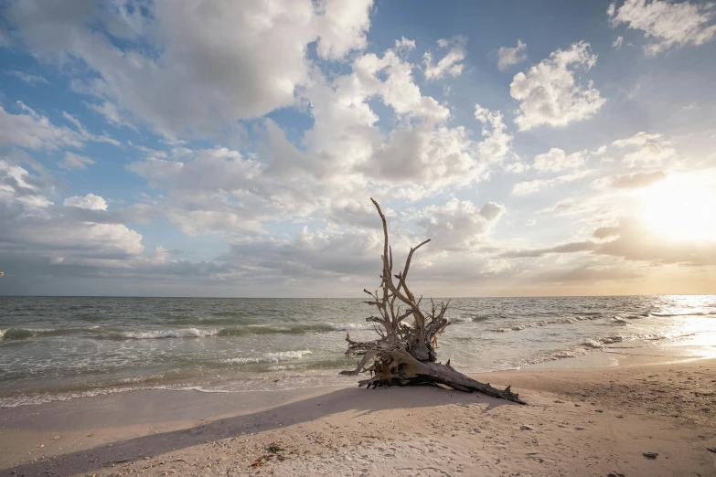 a beach with a fallen tree sticking out of it