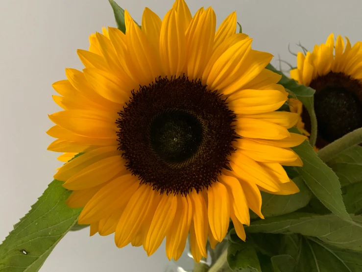 a sunflower sits in a vase on a table