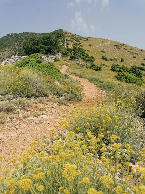 dirt path with many yellow flowers on top