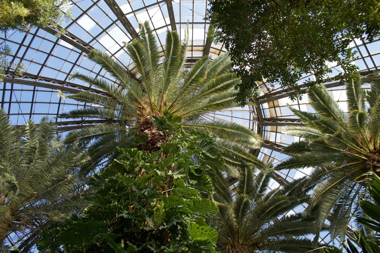 a view of palm trees that look up at the sky