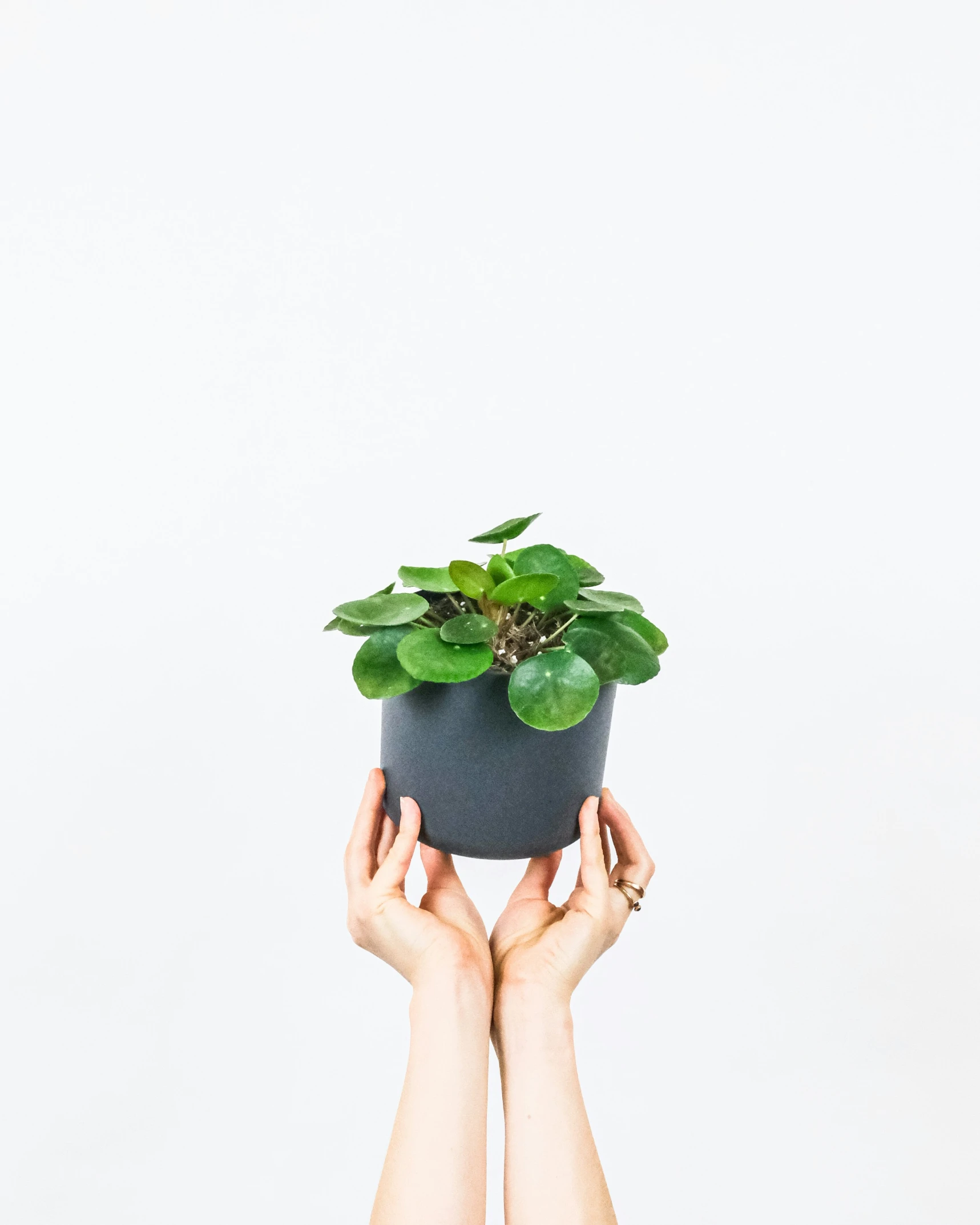 two hands are holding a plant in front of a white background