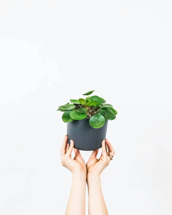 two hands are holding a plant in front of a white background