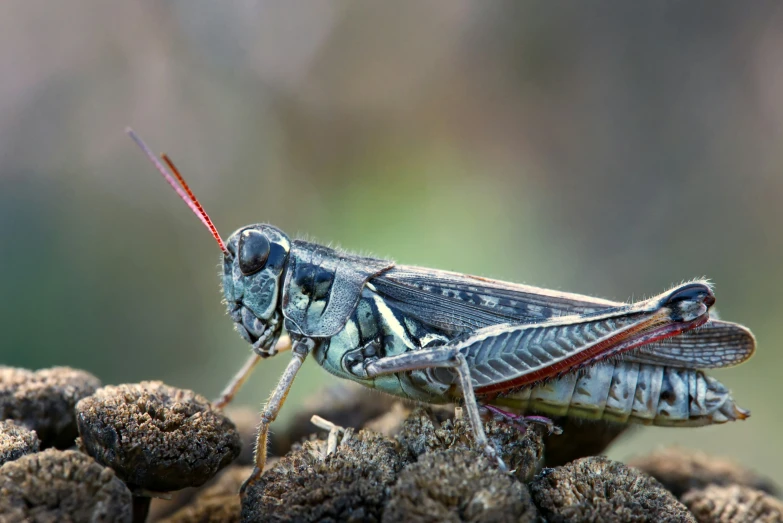a large blue grasshopper sitting on top of soing
