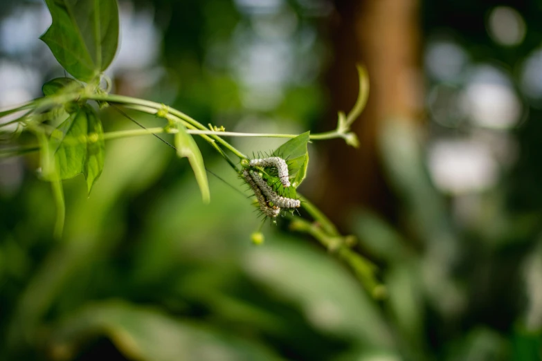 a insect sits on top of green leaves