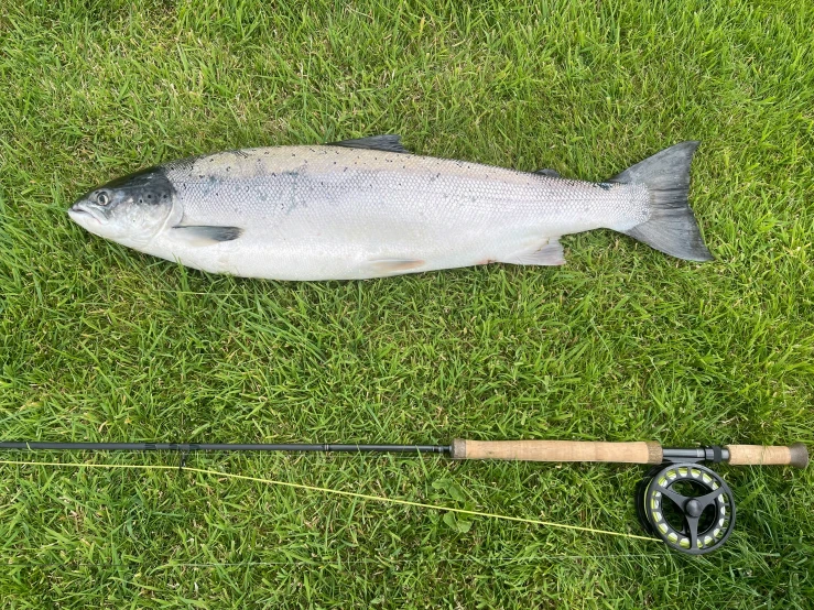 a large fish that is next to a fishing rod