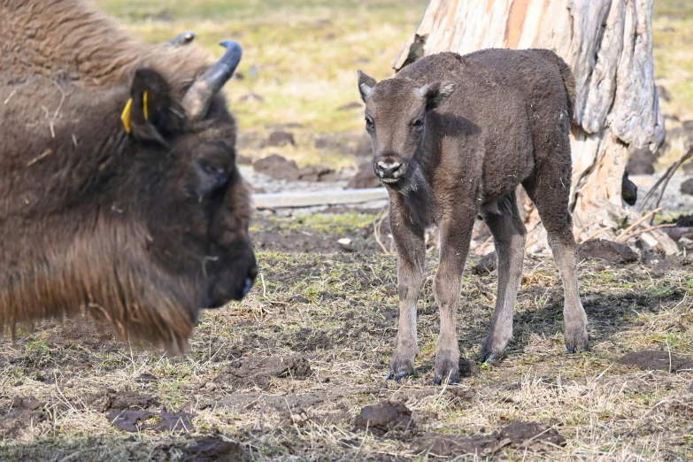 two large buffalo in a grass field by a tree