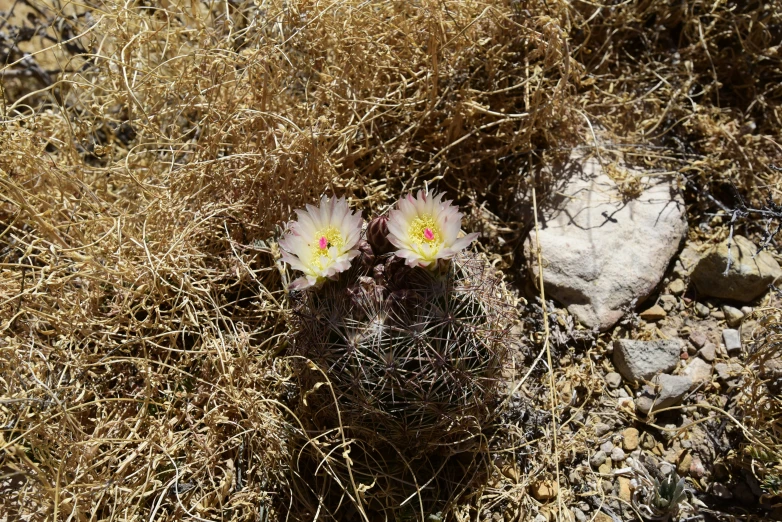 a small cactus in the brush next to rocks