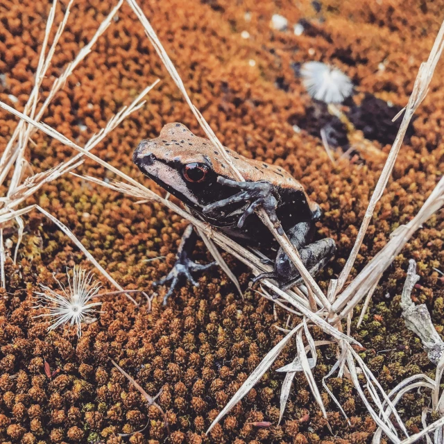 the frog is standing on some weeds and looks around