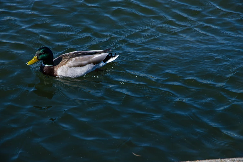 a duck in a river with ripples of water