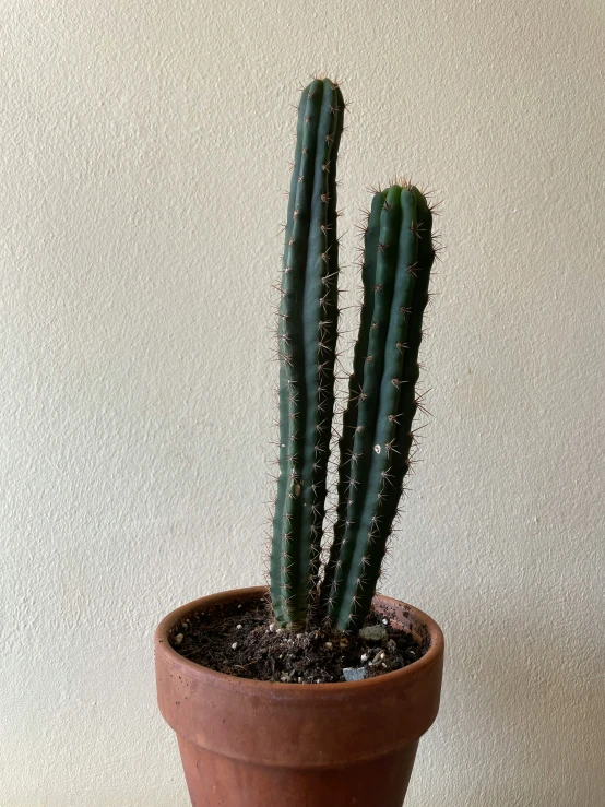 an image of a cactus that is standing still