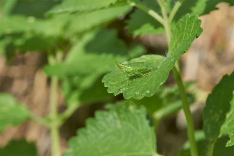 small insect resting on the stem of a leaf