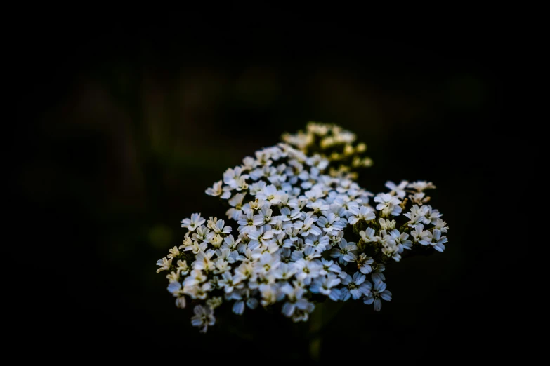 small white flowers blooming from the tip of a stalk