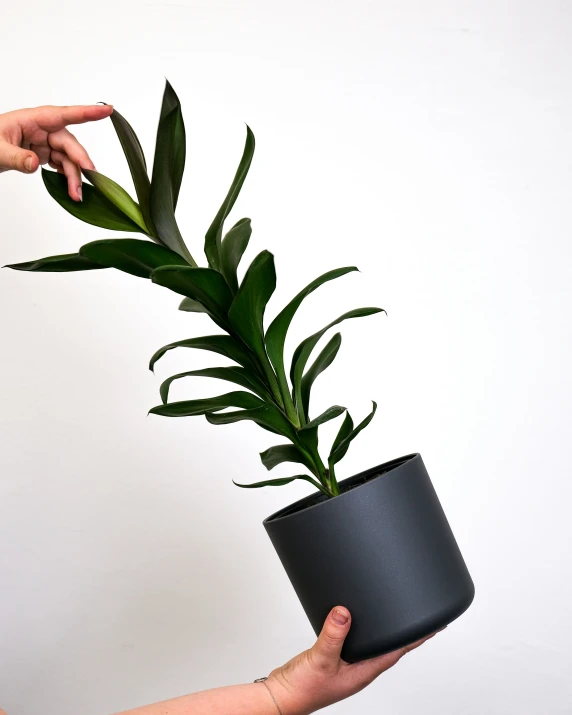 a hand holding a plant with it's long leaves