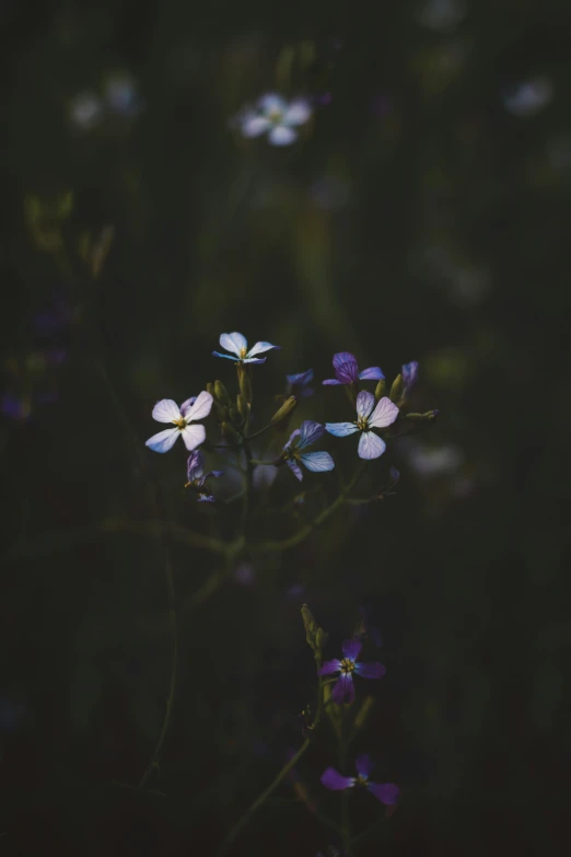 a black po of some flowers on the nches