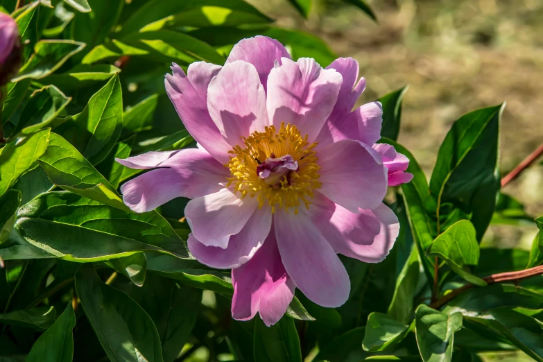 a single flower in the middle of some leaves