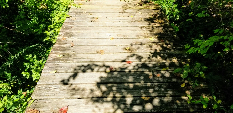 the shadow of a tree and a walkway