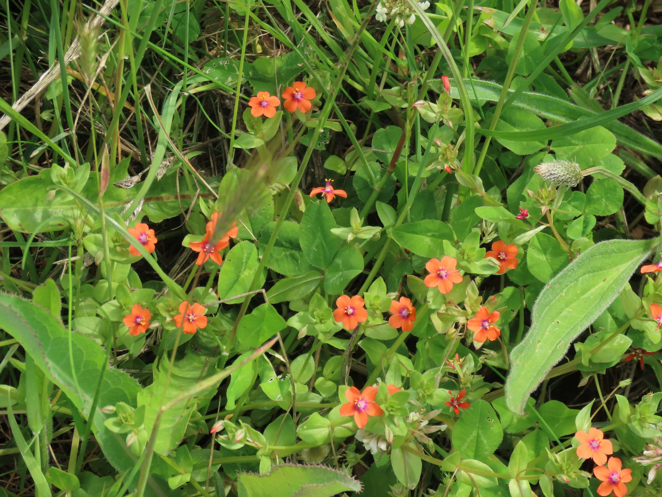 several red flowers growing in the grass