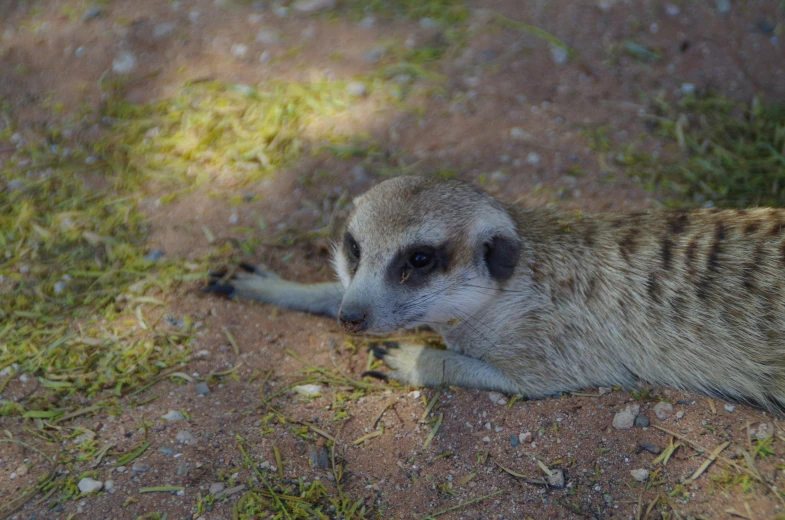 a baby meerkat looks up while sitting on the ground