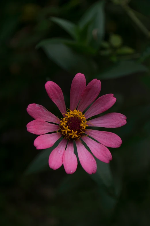 the very large flower has purple petals with yellow tips